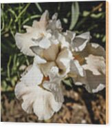 White Iris #2 Wood Print