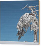 Winter Landscape In Snowy Mountains. Frozen Snowy Lonely Fir Trees Against Blue Sky. Wood Print