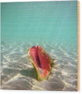 Princess Cays Bahamas #40 Wood Print