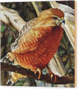 #431 Red-shouldered Hawk #431 Wood Print