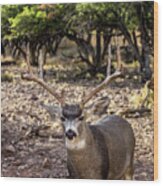 4x4 Mule Deer Buck 4 Wood Print