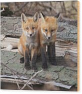 Fox Kits #5 Wood Print