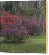 A Simpler Time - Magnolia Plantation And Gardens Wood Print