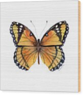 76 Viceroy Butterfly Wood Print