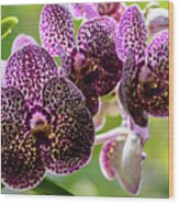 Spotted Vanda Orchid Flowers #8 Wood Print