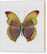 84 Gold-banded Glider Butterfly Wood Print