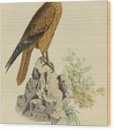 Beautiful Vintage Bird #926 Wood Print