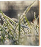 Stems Of Grass On The Garden In Winter Months Wood Print