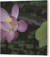 A Beautiful Pink Lotus Flower At The Tirta Gangga Park In Bali Wood Print