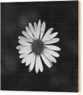 Black And White Bloom Of Bellis Perennis Wood Print