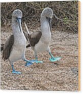 A Blue-footed Booby Pair In A Mating Dance Wood Print
