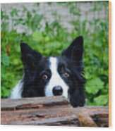 A Border Collie Is Waiting For A Task. Wood Print