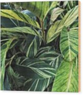 A Calatheas Crowd Wood Print