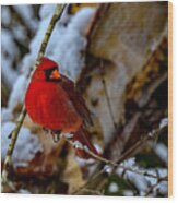 A Cardinal In Winter Wood Print