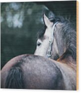 A Close-up Portrait Of Horse Profile In Nature Wood Print
