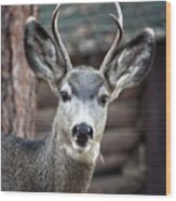 A Curious Deer Wood Print