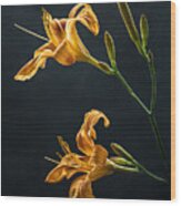 A Duo Of Daylilies Wood Print
