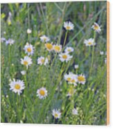 A Family Of Daisies Wood Print