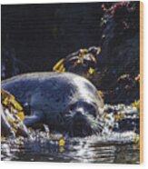 A Fat Harbor Seal Wood Print