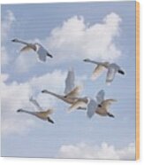 A Flight Of Swans Wood Print