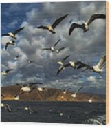 A Flock Of Seagulls Wood Print