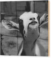 A Goat's Smile Wood Print