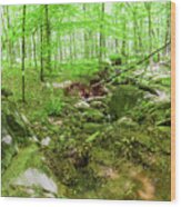 A Green Forest Interlude Wood Print