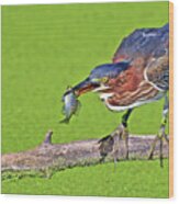 A Green Heron Caught A Perch Wood Print