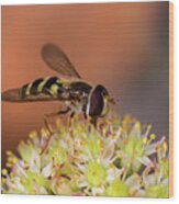 A Hoverfly Enjoying Flower Nectar Wood Print