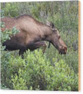 A Hungry Alaskan Lady Moose Wood Print