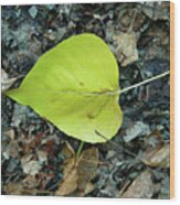 A Leaf On The Ground Wood Print