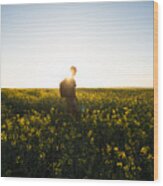 A Man Hiking Through Canola Fields At Dawn Wood Print