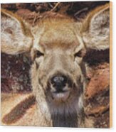 A Mule Deer Wood Print