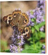 A Not-so-common Buckeye Wood Print