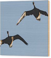 A Pair Of Geese Wood Print