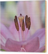 A Pink Lily Of Springtime Wood Print