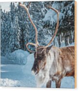 A Reindeer Walks On A Snowy Road Wood Print