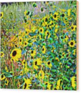 A Riot Of Black Eyed Susans Wood Print