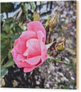 A Rose Is A Rose Wood Print