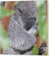 A Sleeping Koala, Phascolarctos Cinereus, In A Eucalyptus Tree, Healseville, Australia. This Cute Marsupial Sleeps For 20 Hours A Day And Is Endangered In The Wild. Wood Print