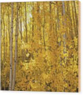 A Slice Of Golden Fall Aspen Wood Print