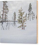A Snow-covered Forest In Rural Norway, Wintertime Wood Print