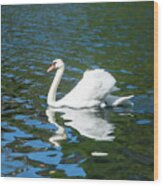A Swan In A Lake Wood Print