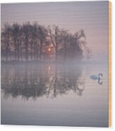 A Swan On A Misty Lake. Wood Print