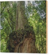 A Tall And Majestic Alerce Fitzroya Tree Wood Print