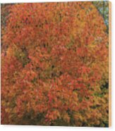 A Tinge Of Red Fall Tree Wood Print