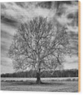 A Tree In Winter In Black And White Wood Print