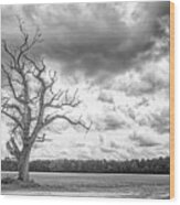 A Tree With Great Character - Eastern North Carolina Wood Print