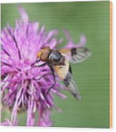 A Volucella Pellucens Pollinating Red Clover Wood Print