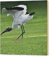 A Wood Stork At Cove Cay In Florida Wood Print